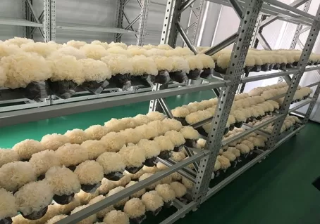 Organic Tremella Mushroom