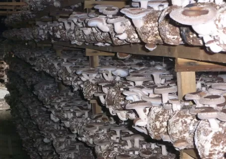 Organic Shiitake Mushroom