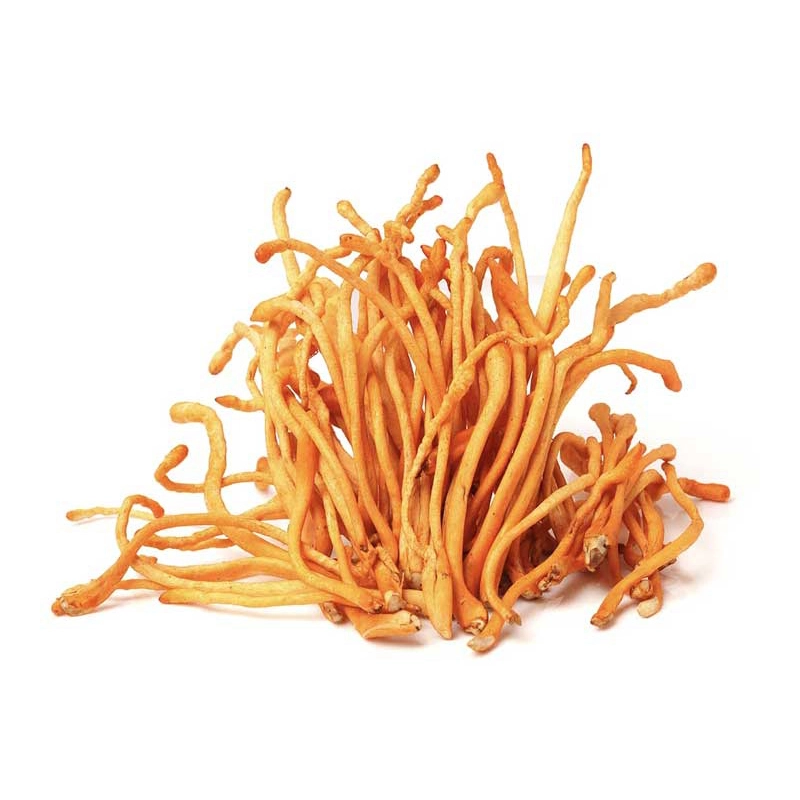 Organic Cordyceps Militaris Mushroom Extract