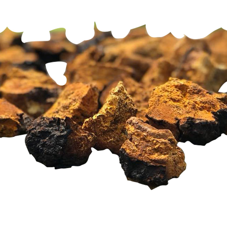 Chaga Mushroom Extract.jpg
