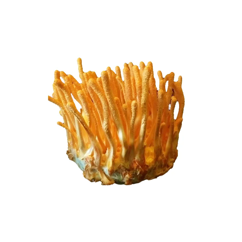 Cordyceps-Militaris-Mushroom.webp
