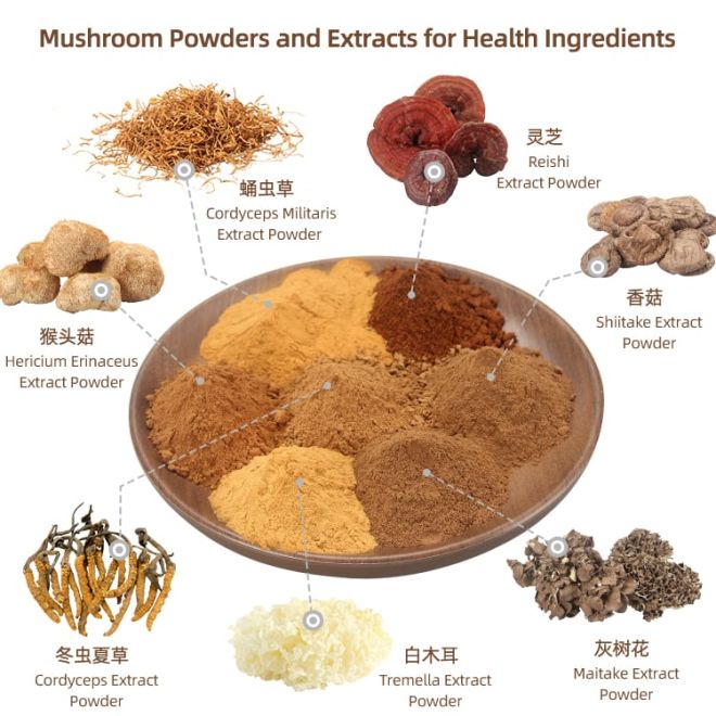 Why Mushroom Powder Is the Next Big Functional Ingredient in 2025？