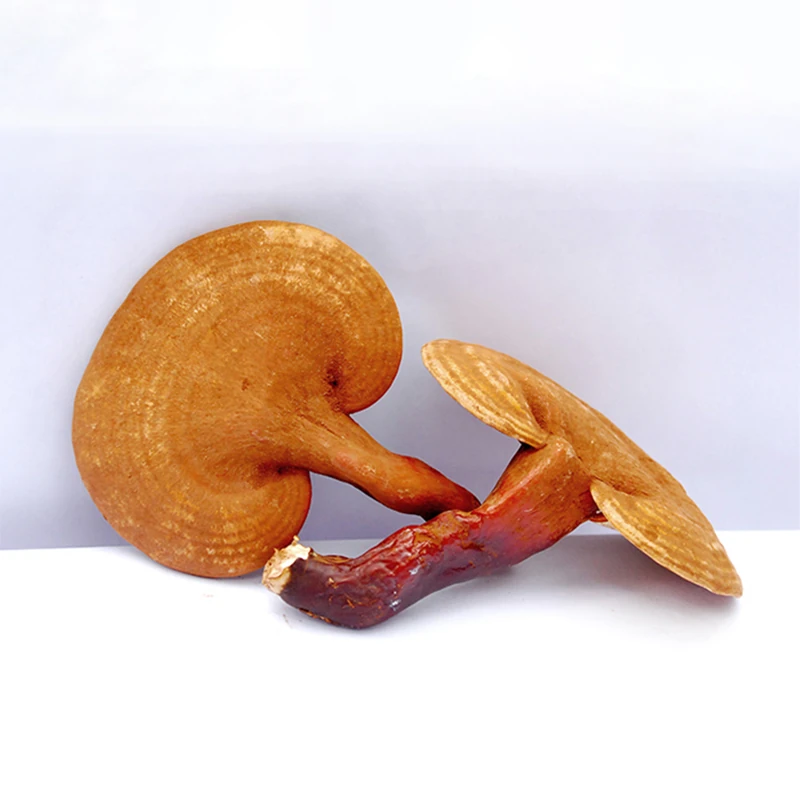 Reishi Mushroom Powder