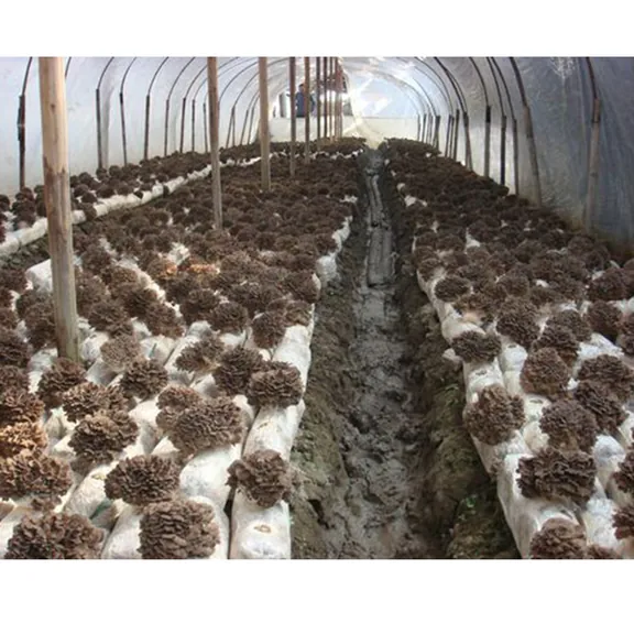 Maitake Mushroom Powder
