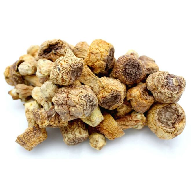 Can chaga mushroom extract help with inflammation?
