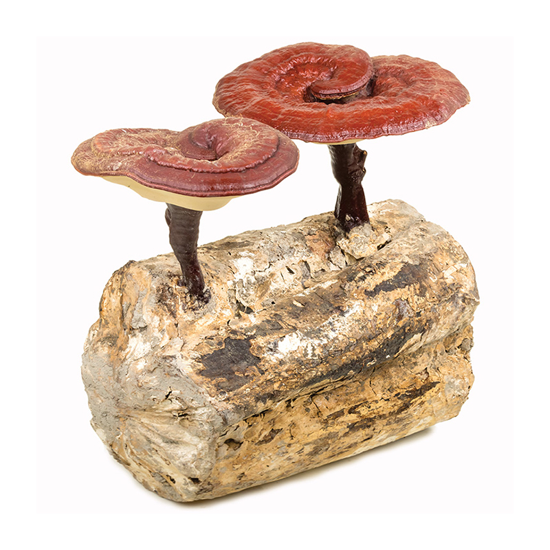 Organic Reishi Mushroom Powder - Immune & Longevity Support