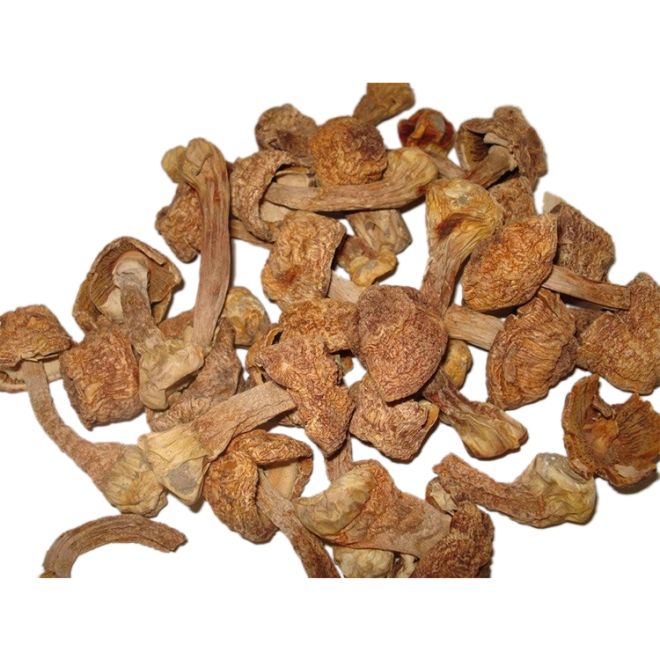How should cordyceps extract be taken?